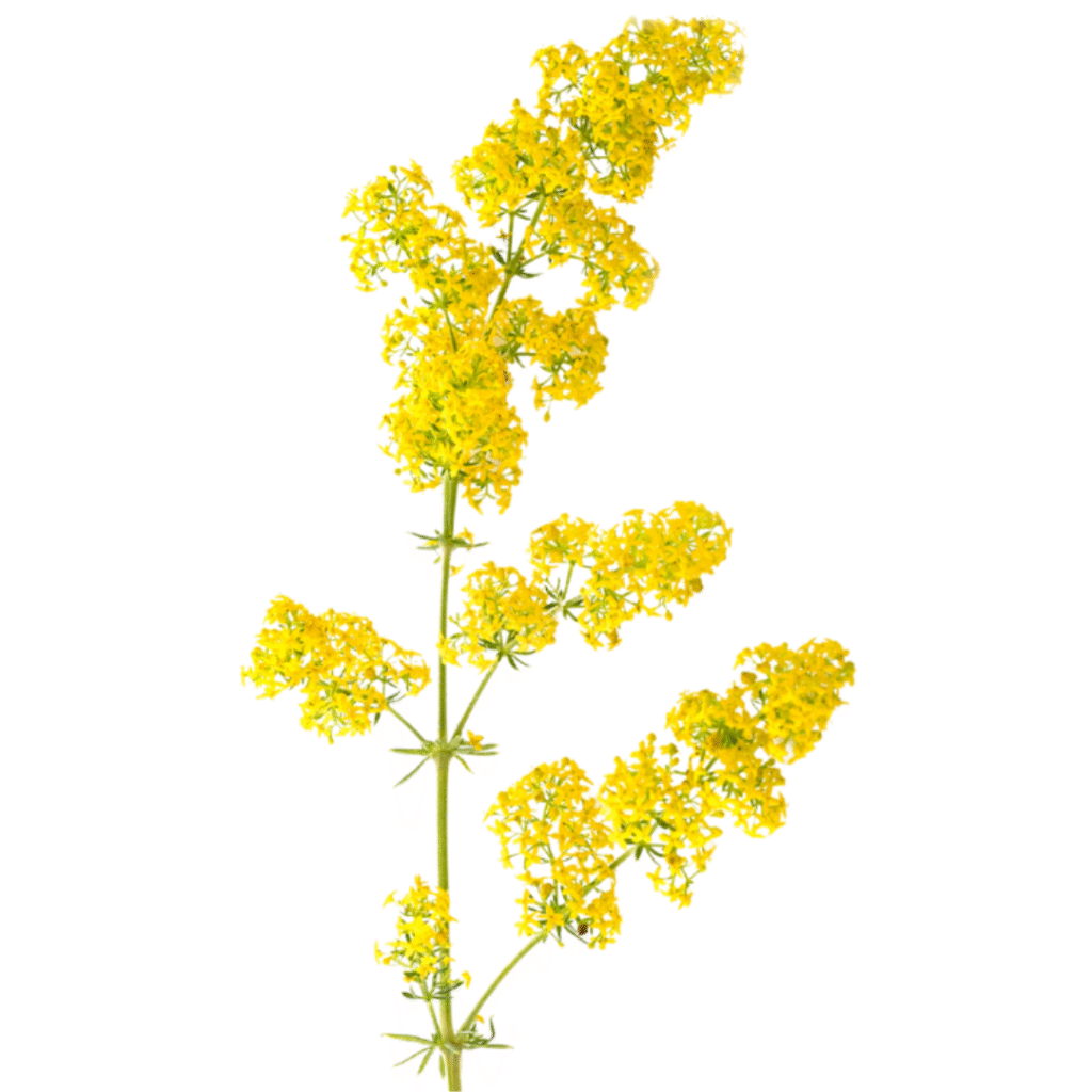 kwiat sânziene rumuński folklor